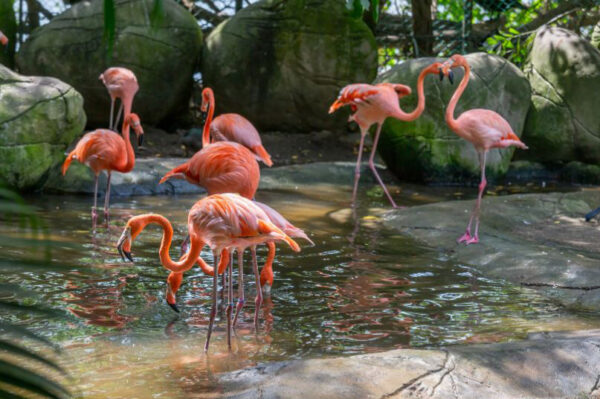 Playa Blanca + Aviario Nacional de Colombia